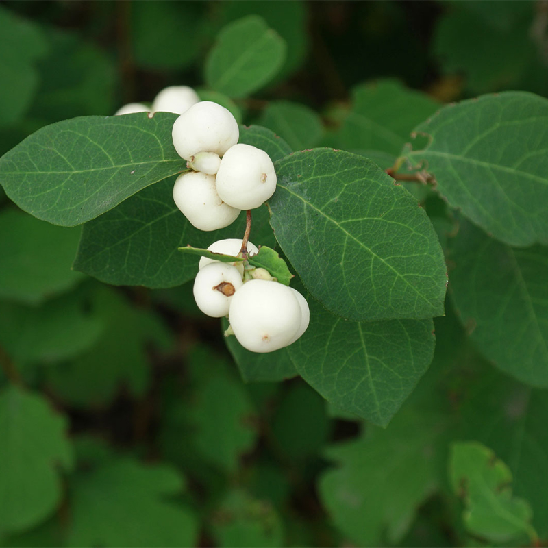 Symphoricarpos Albus Seeds