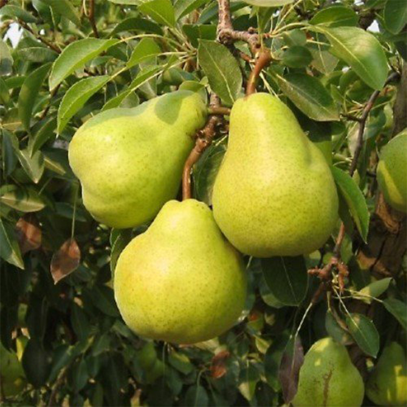 Packham's Triumph Pear Seeds