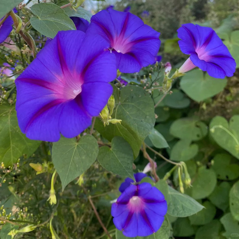 🔥Hot Selling🪴 Morning Glory Climbing Plants - 200 Seeds💥37%OFF