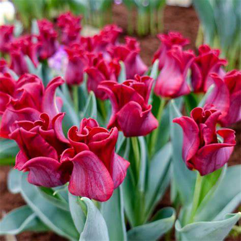 Tulipa – Red Dress Seeds
