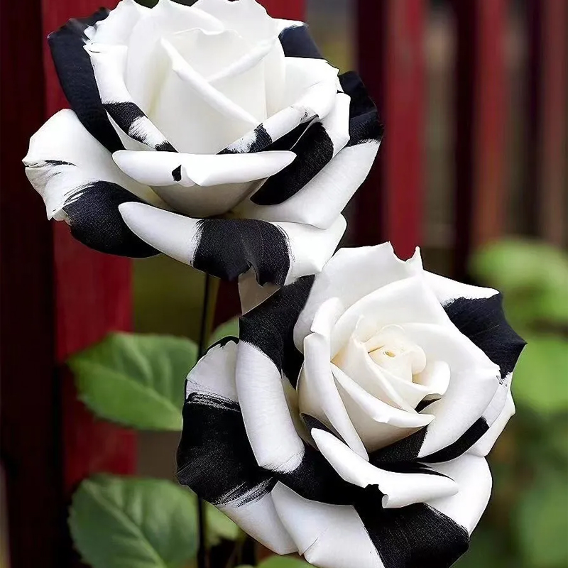 Rare Tricolor Rose 'Watercolor' Seeds