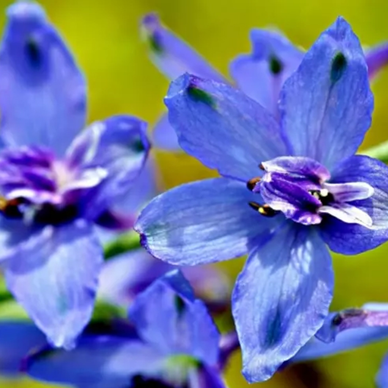 Cymbidium sp. Seeds Pretty 