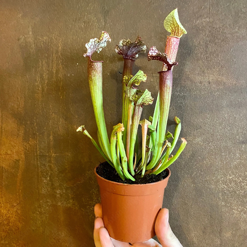 Trumpet Pitchers Seeds