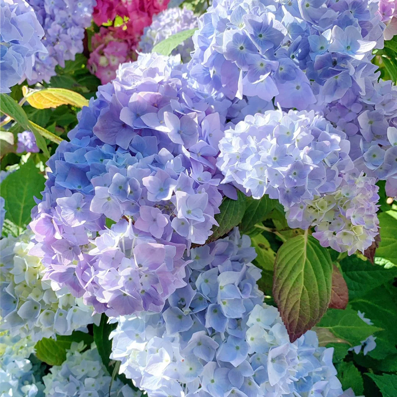 46%OFF🚀Hot Sale🔥Endless Summer☀️Hydrangea Shrub Seeds