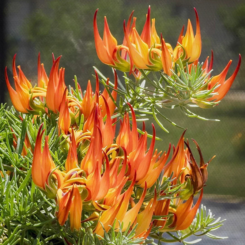 Lotus berthelotii Masf