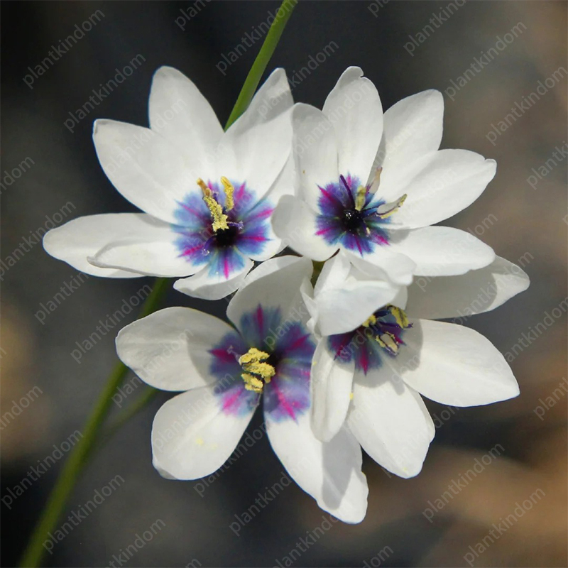 🌷Special promotion on Iris seeds