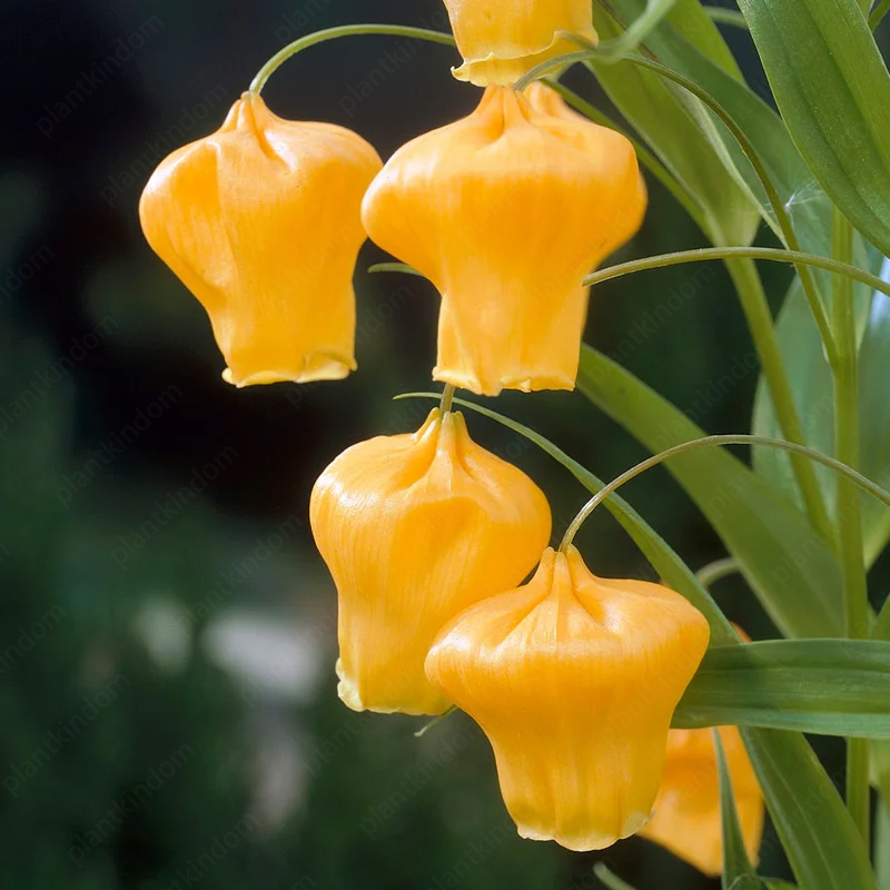 Sandersonia aurantiaca Hook