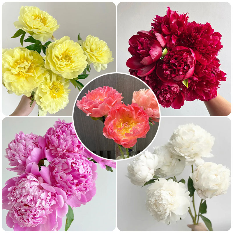 💥Popular products🌸Peony seeds🌈Colorful flowers