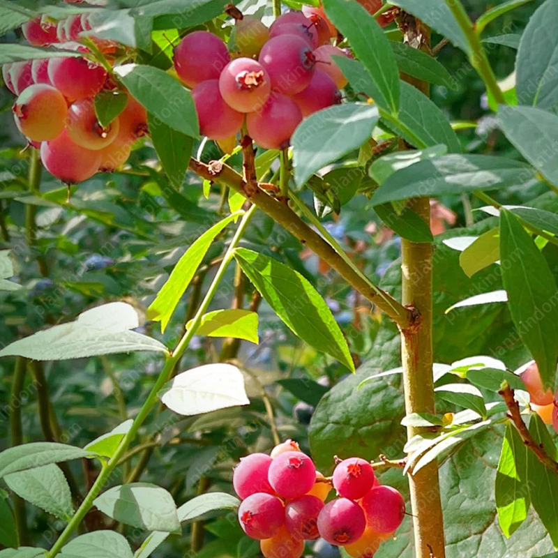 🌟 Limited Time Offer: Blueberry Seeds 