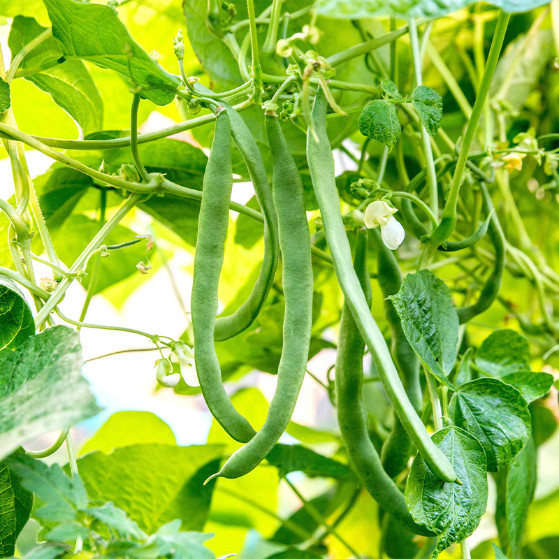 Bush Bean Seeds