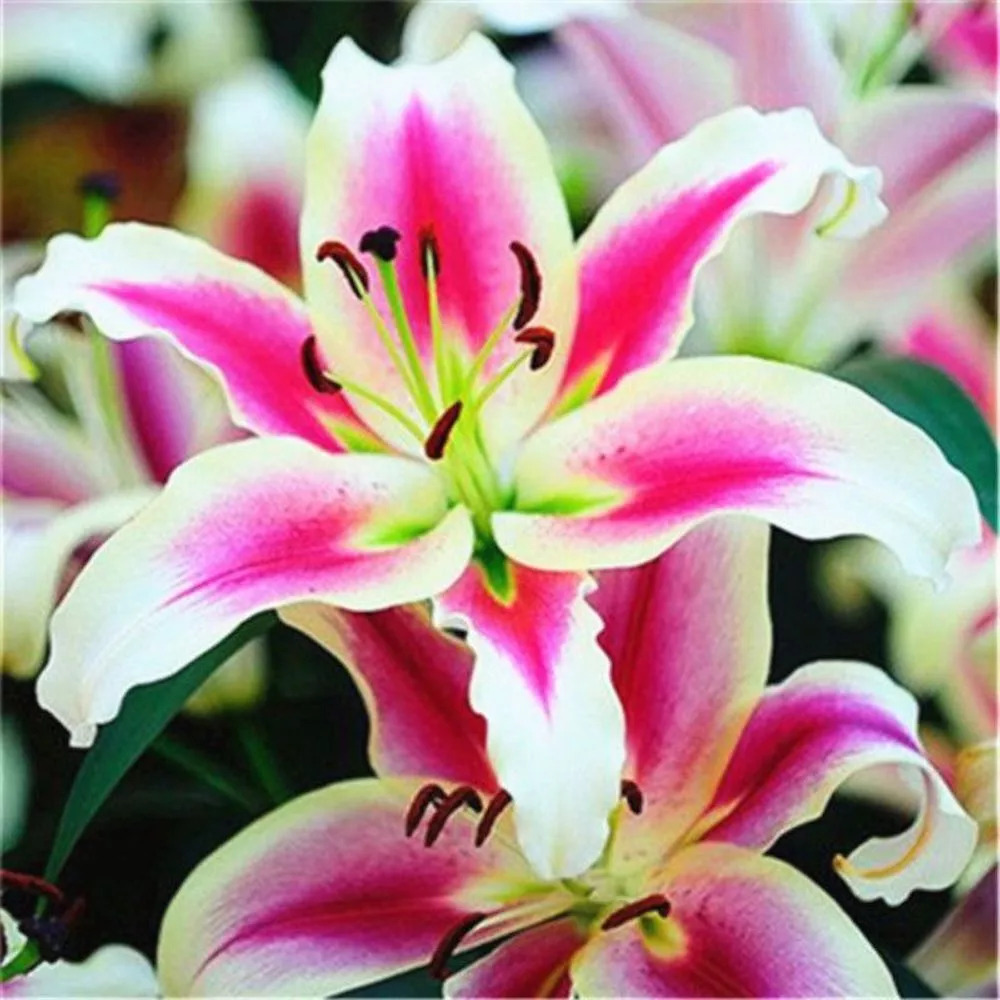😍Various lily seeds🌱🌱Rare lilies, 100 pieces/pack