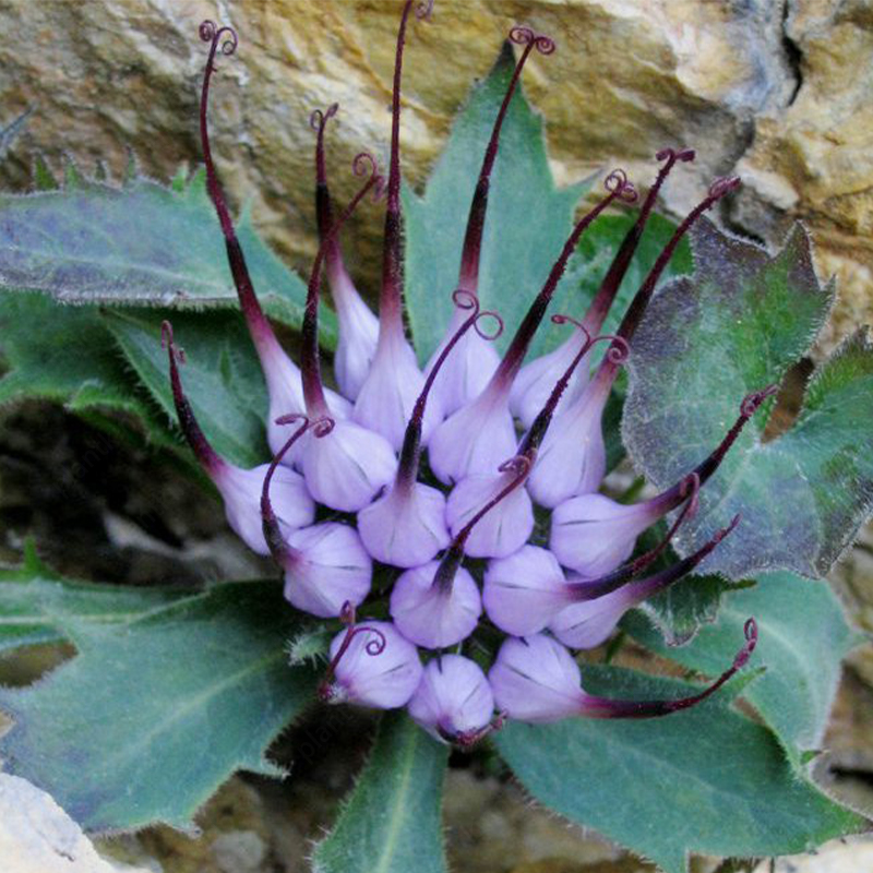 Tufted Horned Rampion Seeds