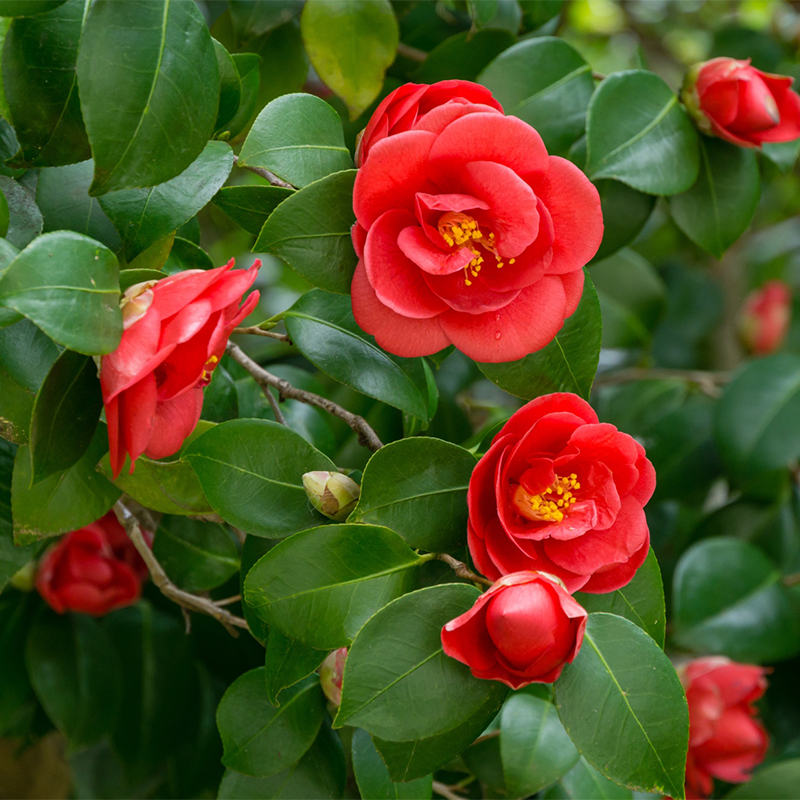 Five-Color Red Camellia Seeds