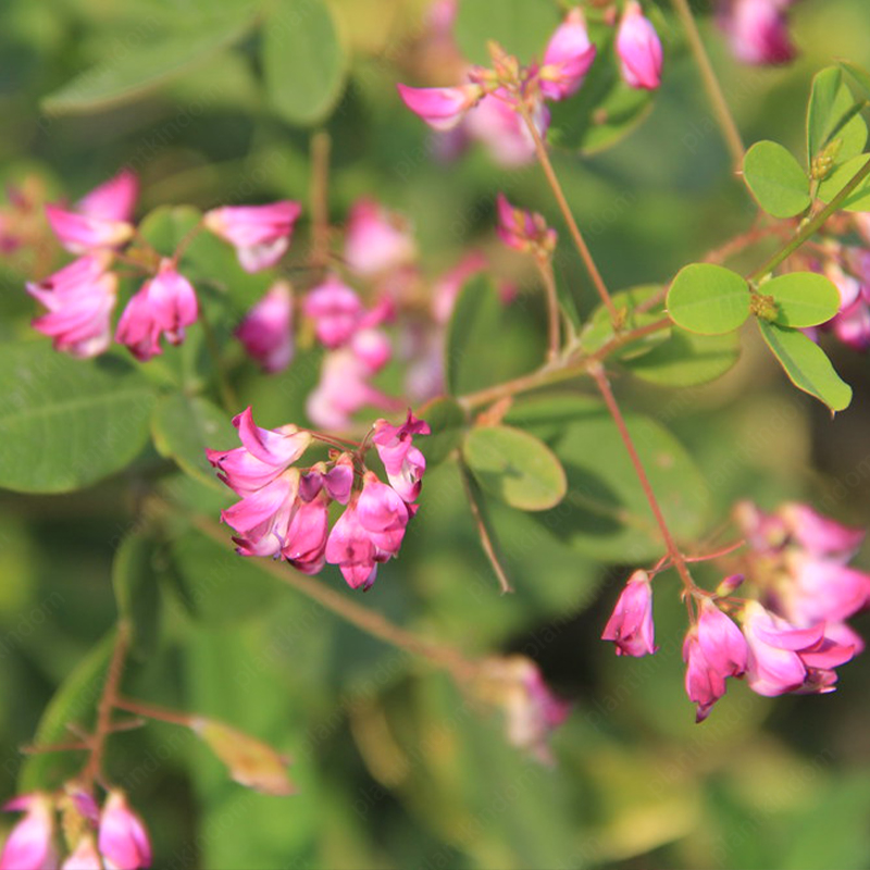 Lespedeza Thunbergii Seeds
