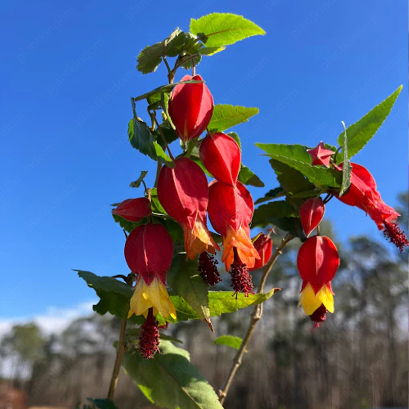 Abutilon Megapotamicum Seeds