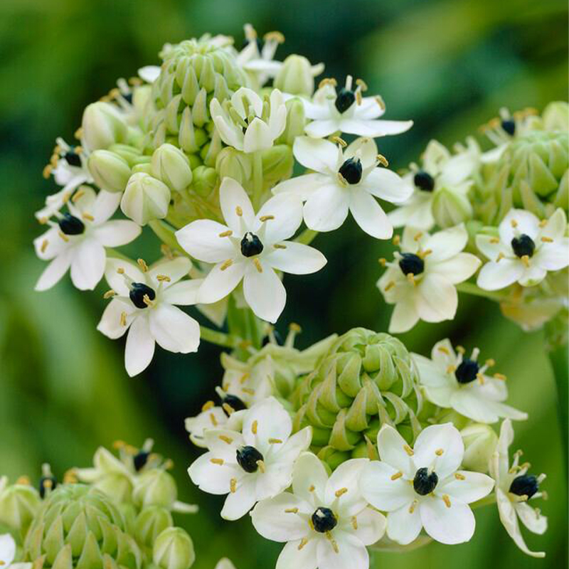 Star of Bethlehem Ornithogalum Arabicum Seeds