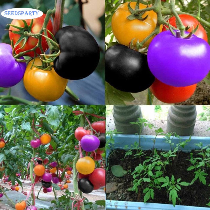 Colorful Tomatoes Seeds-Rare Seeds
