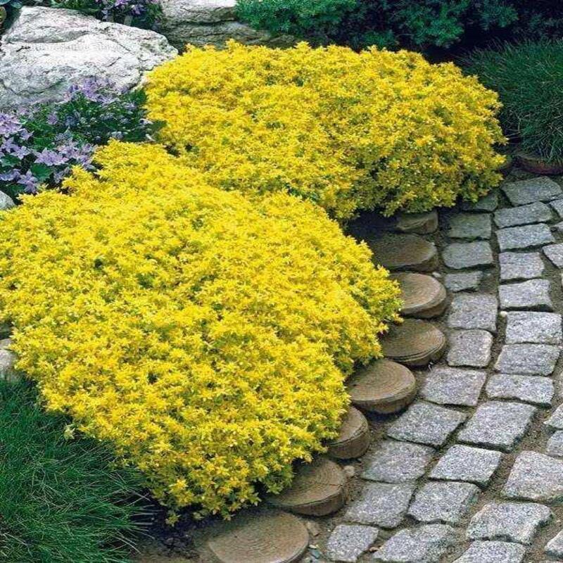 🌈Multi-color creeping thyme seeds--✨Decorate your garden