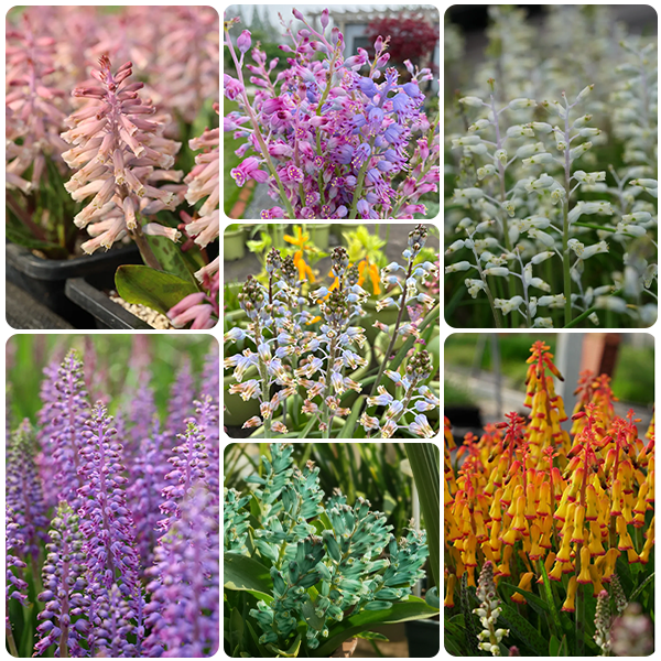 💥Over 60% OFF🌱Lachenalia Aloides Seeds🦋Firecracker Shaped Flowers