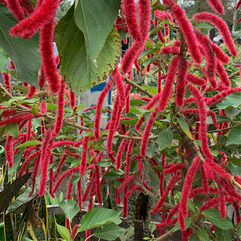 Acalypha Hispida-Summer Love