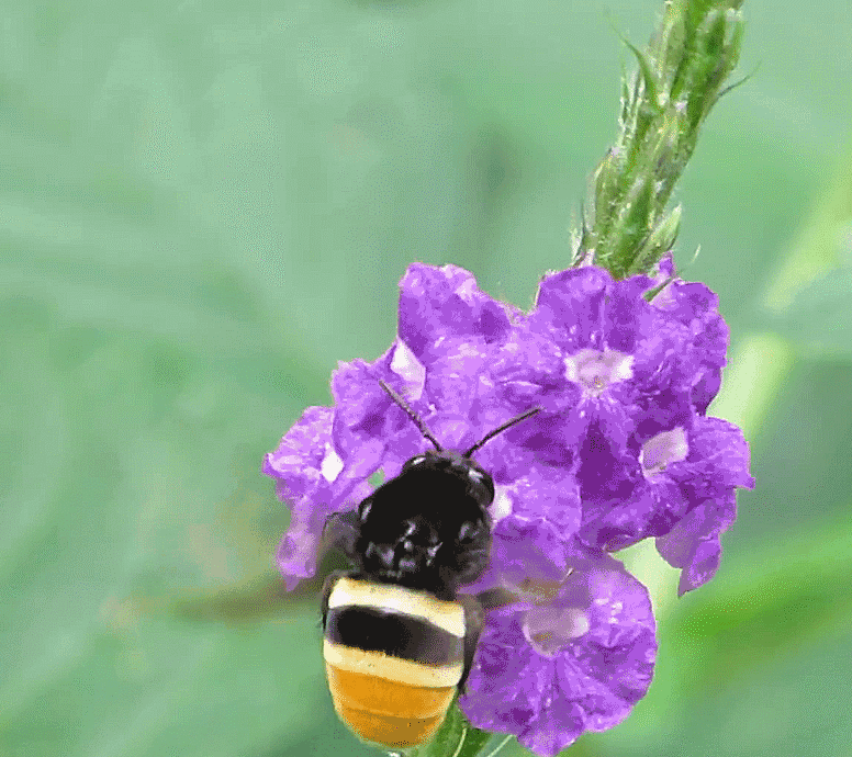 Save Bees Wildflower Seed Series - Pure Non-GMO Flower Seeds