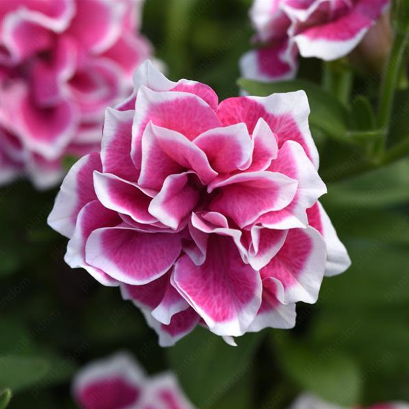 🌈Hot Sale🔥Petunia TriTunia Series Seeds🌼Multi-color