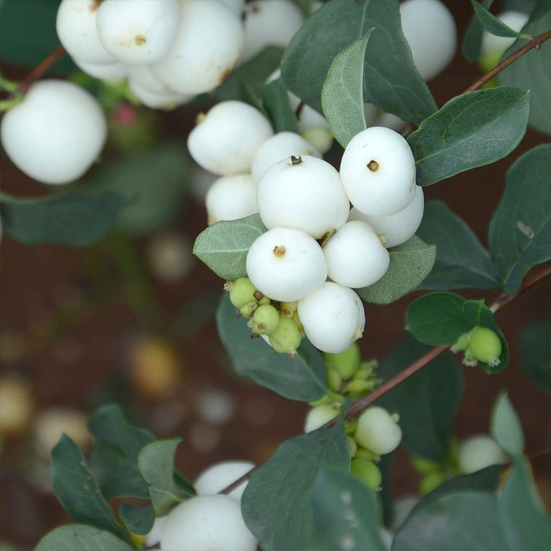 Symphoricarpos Albus Seeds