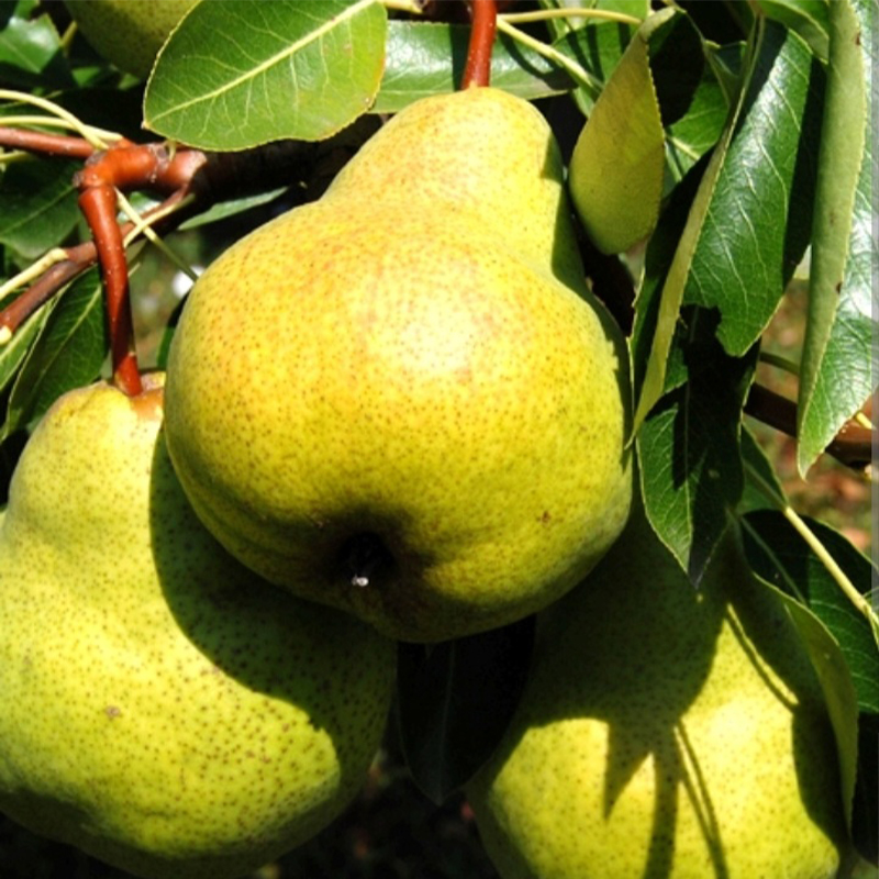 Packham's Triumph Pear Seeds