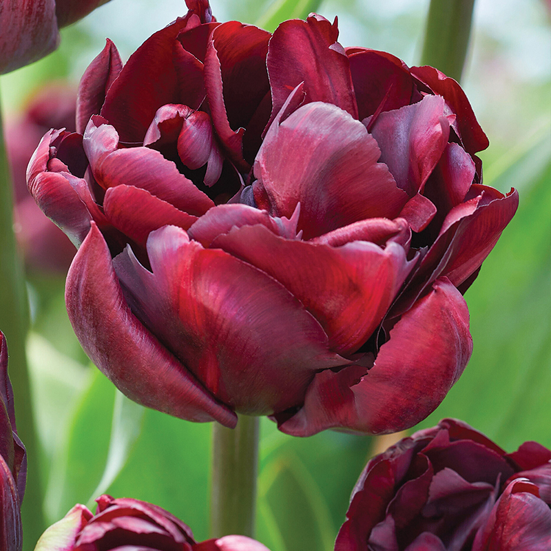 Palmyra Double Tulip