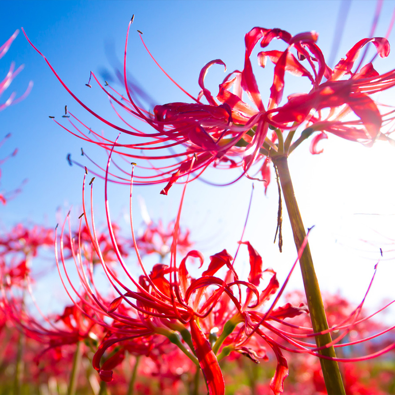 Spider Lily Seeds