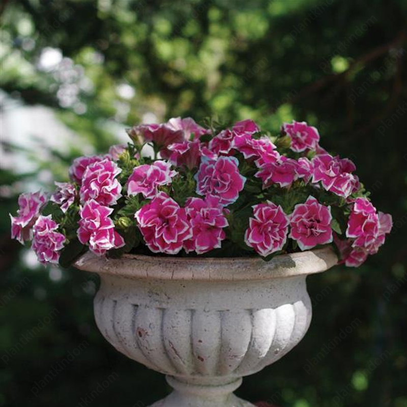 🌈Hot Sale🔥Petunia TriTunia Series Seeds🌼Multi-color