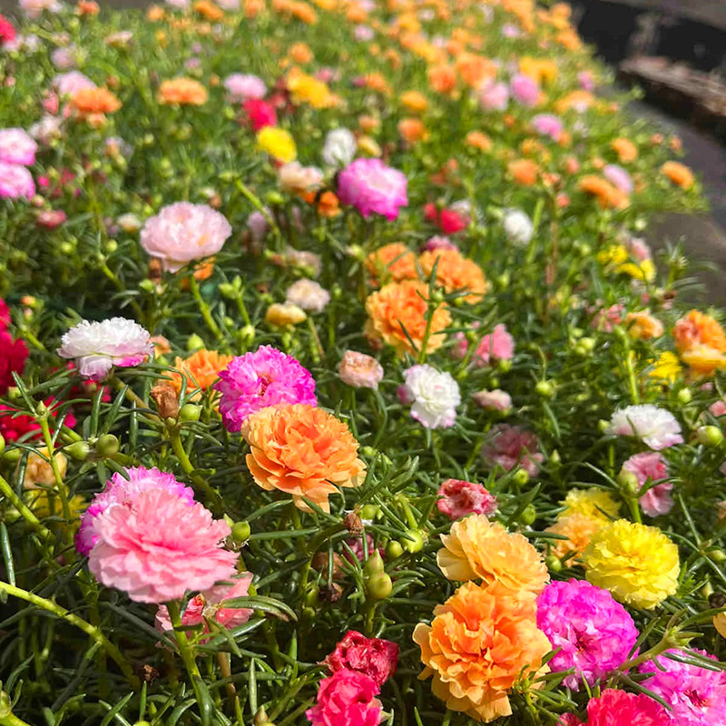🦄Portulaca grandiflorum seeds✨Super low price mixed seeds