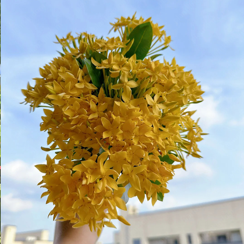 🔥60% OFF🌈Ixora Seeds💮Perfect flowers