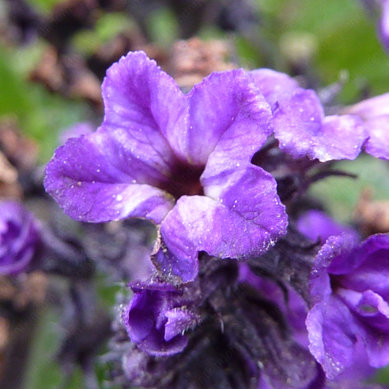 Heliotropium Arborescens Seeds