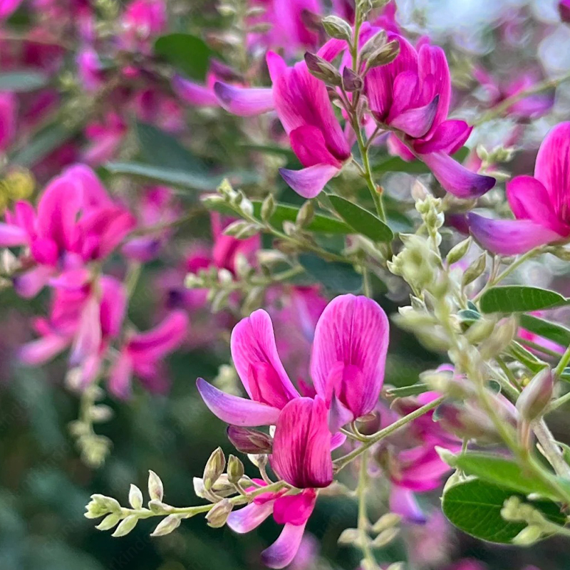 Lespedeza Thunbergii Seeds