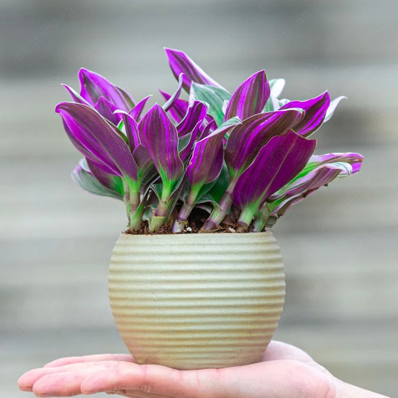 Tradescantia 'Nanouk' Seeds