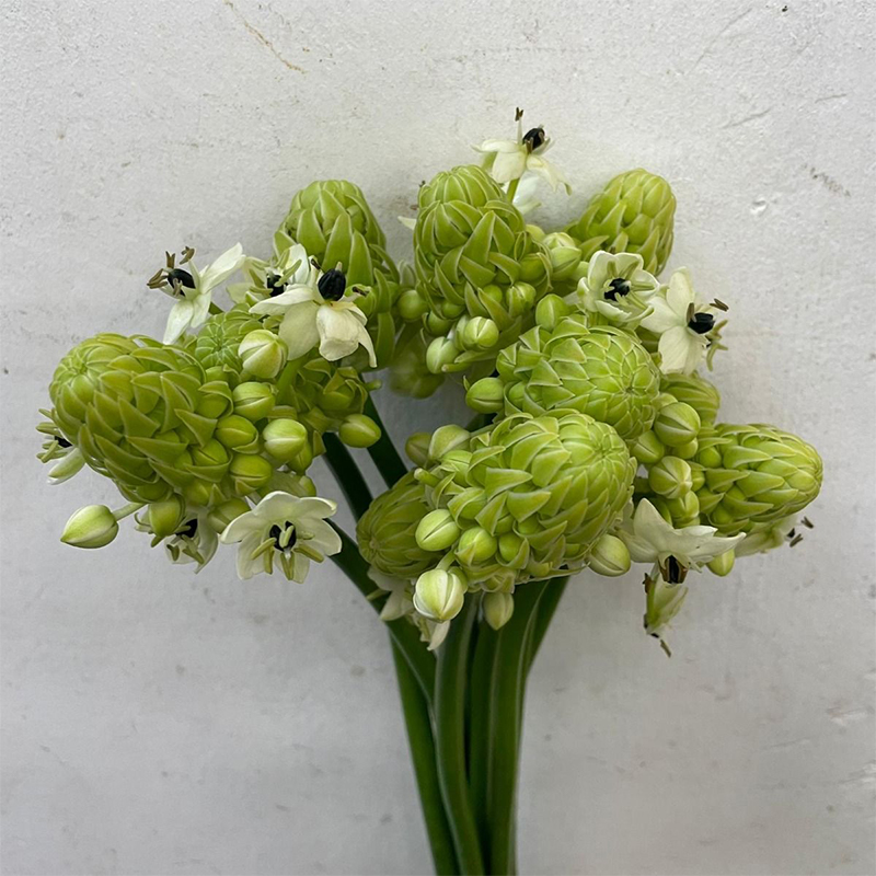 Star of Bethlehem Ornithogalum Arabicum Seeds