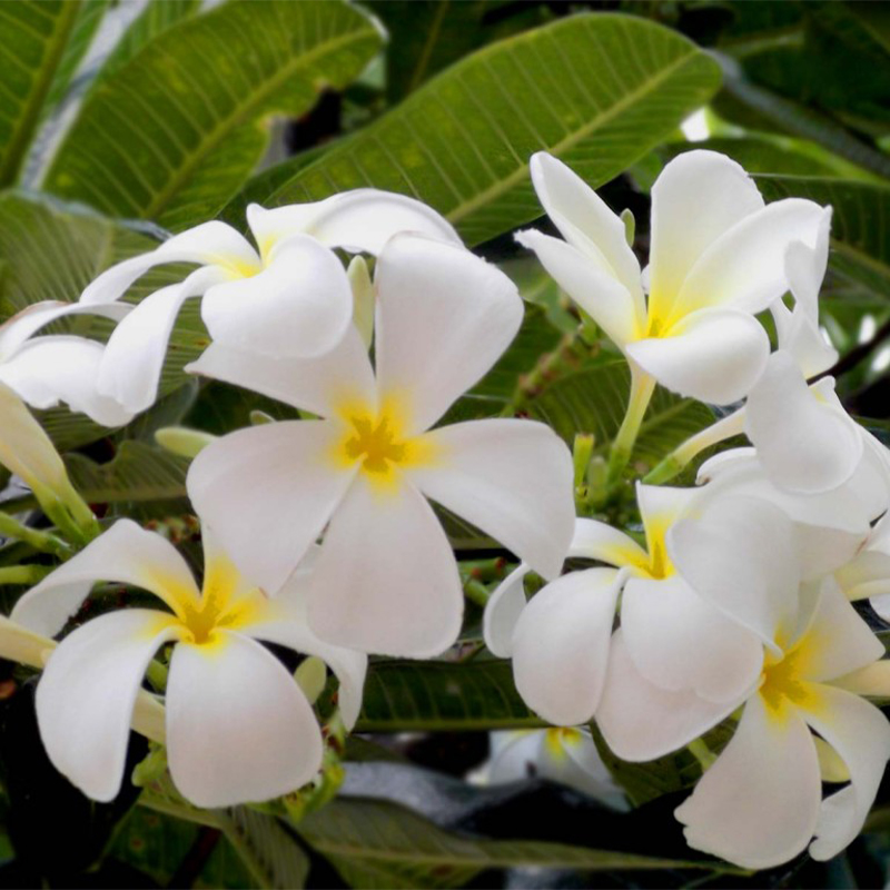 PLUMERIA RUBRA 'SAMOAN FLUFF’ 