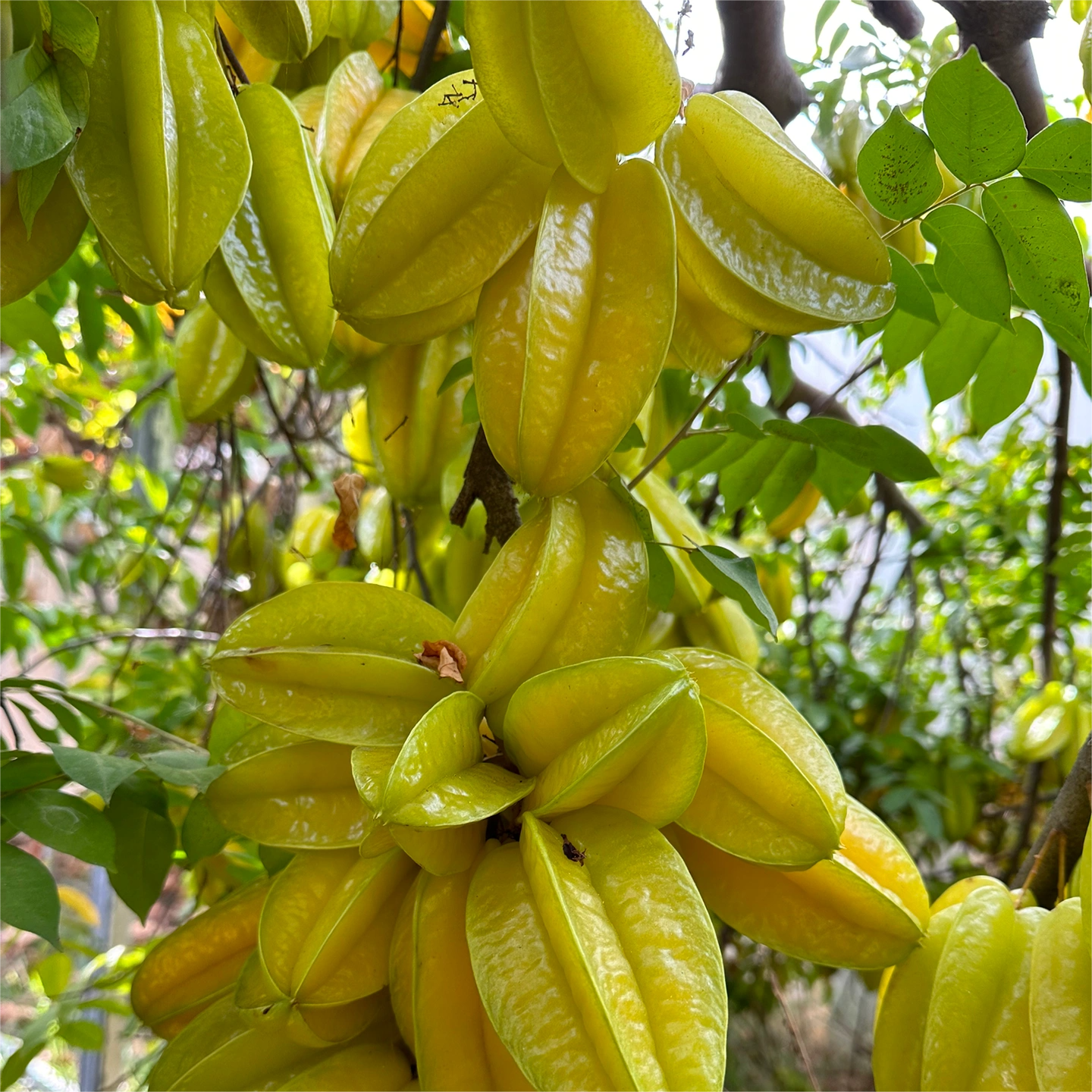 Newly listed🎉Four seasons sweet star fruit seeds💫