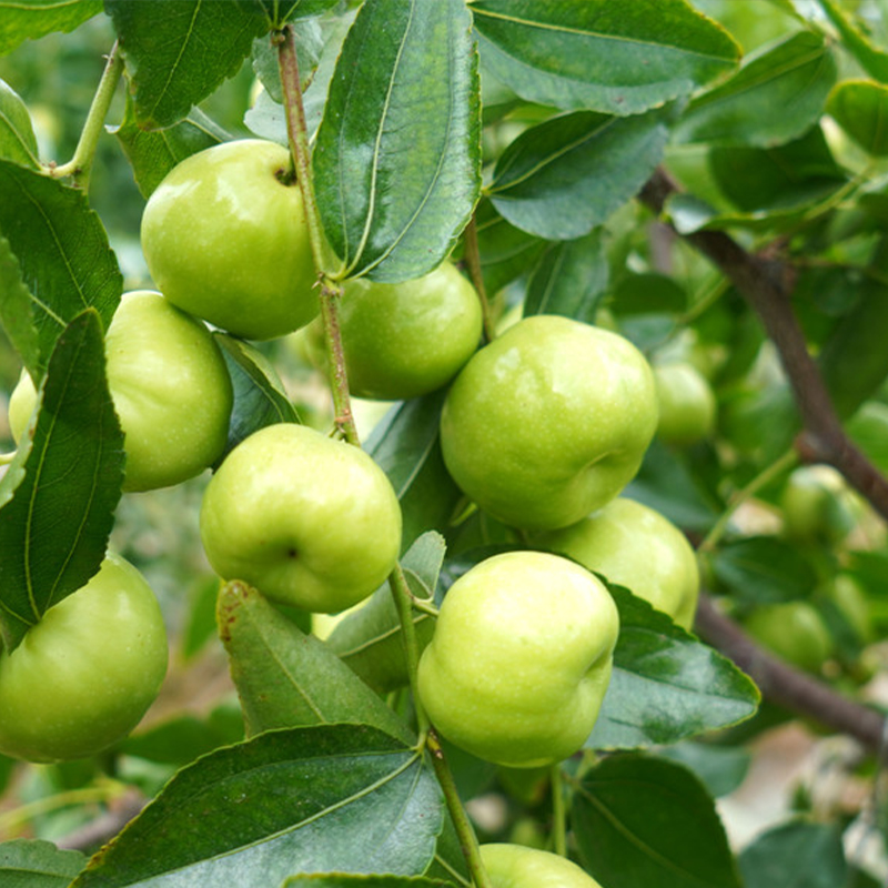 Pan Jujube Seeds