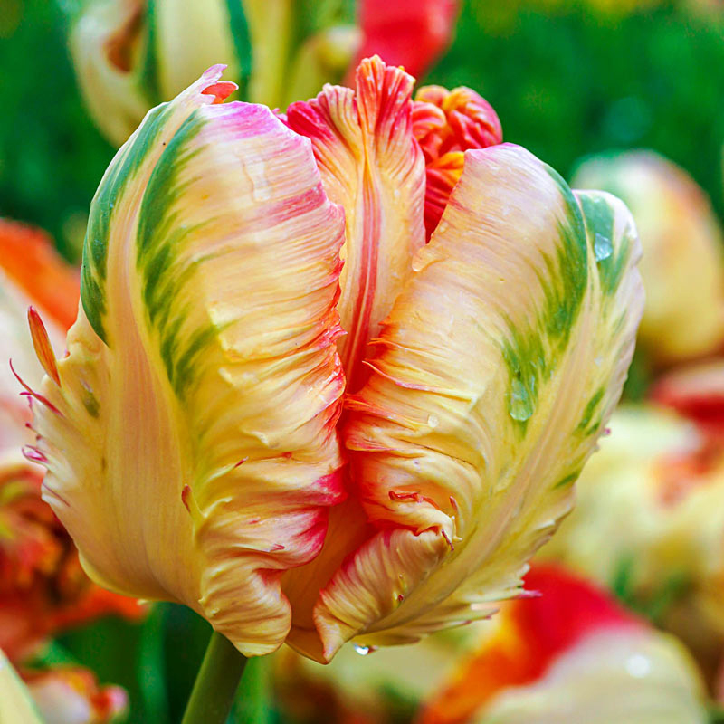 Tulip Parrot Series Seeds