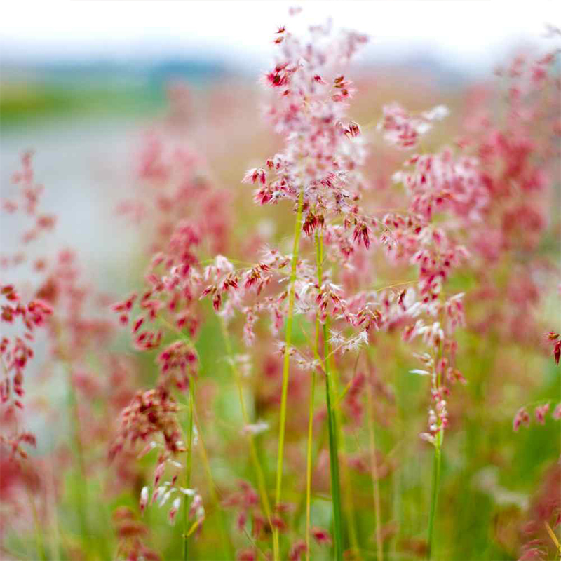 Melinus nerviglumis 'Ruby Grass' Seeds