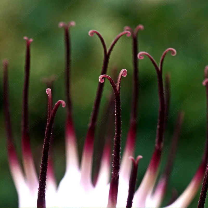 Tufted Horned Rampion Seeds