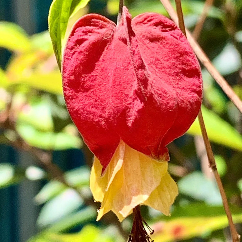 Abutilon Megapotamicum Seeds