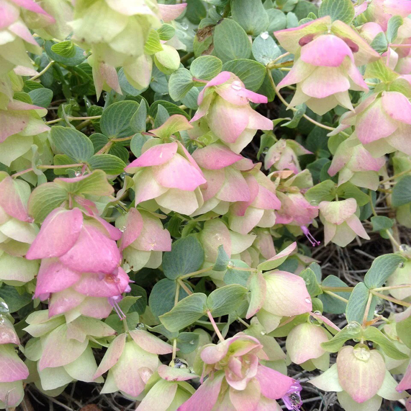 Kirigami Oregano Seeds