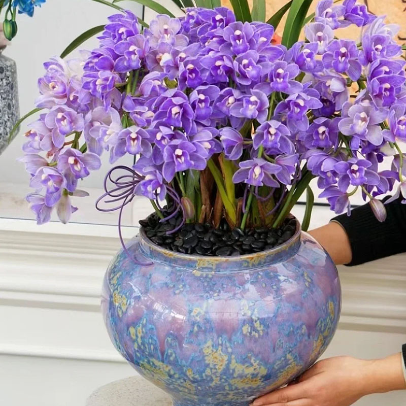 Cymbidium Orchid Seeds, Rare Cymbidium Seeds