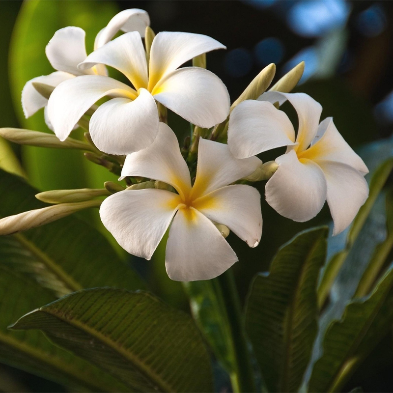 PLUMERIA RUBRA 'SAMOAN FLUFF’ 