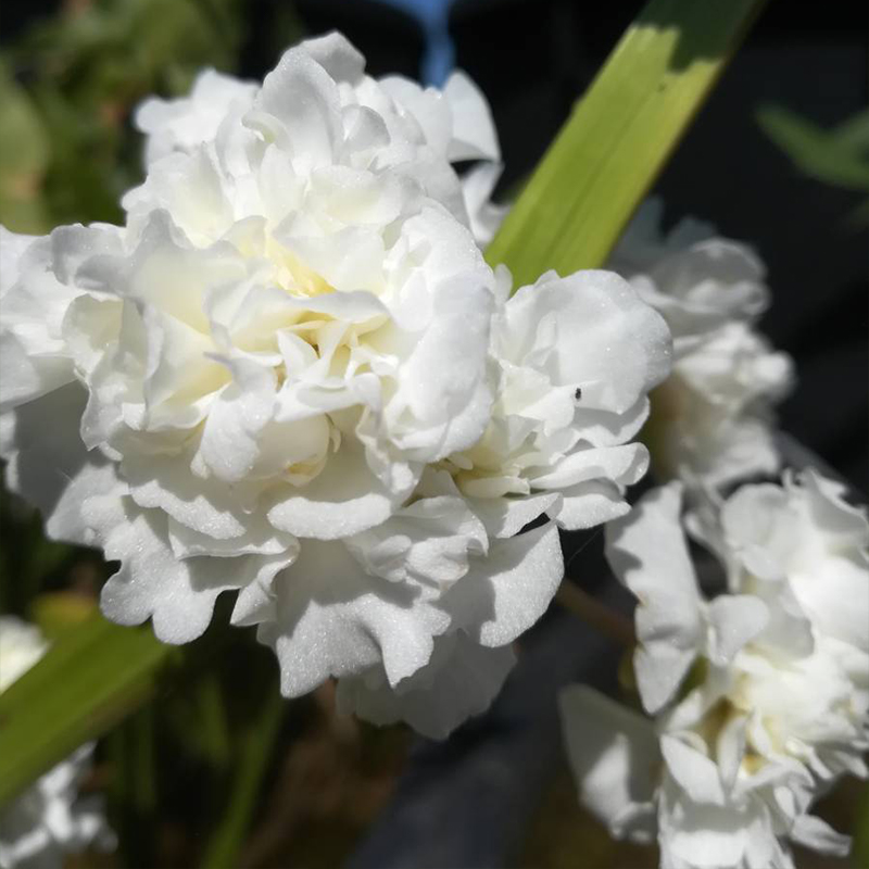 Sagittaria Trifolia 'Flore Pleno' Seeds