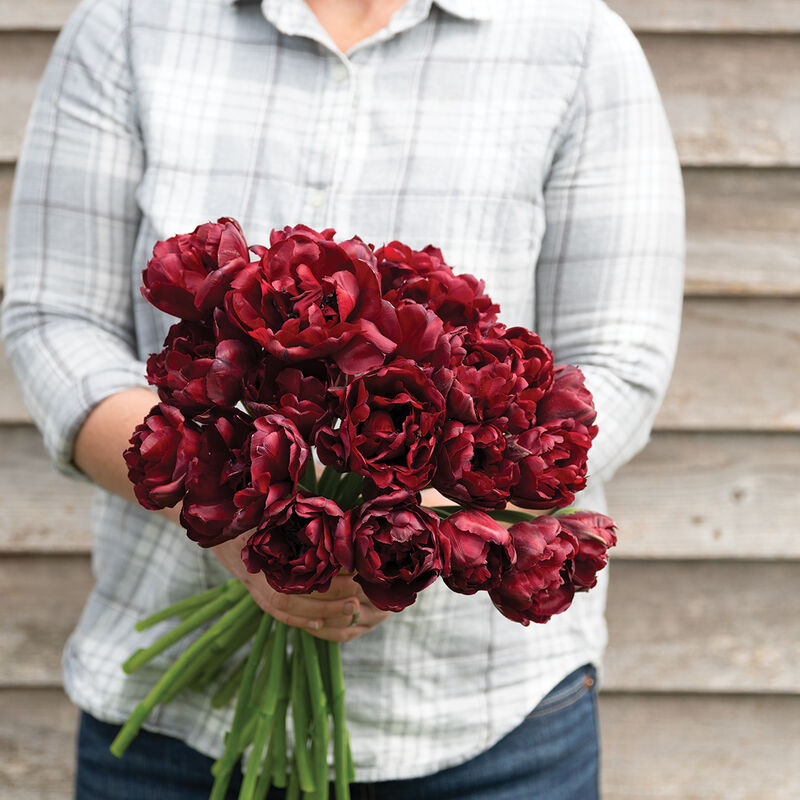 Palmyra Double Tulip