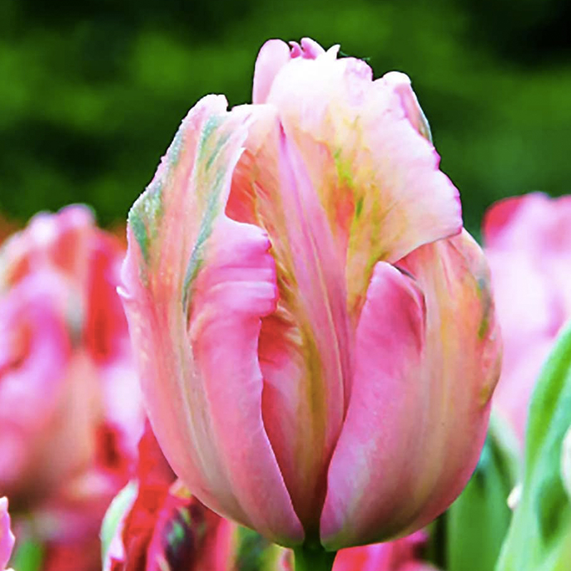 Tulip Parrot Series Seeds